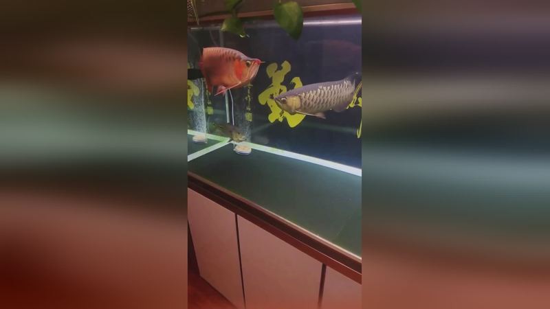 短身福龍魚視頻，短身福龍的視頻展示