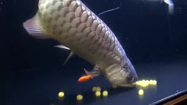 短身福龍魚視頻，短身福龍的視頻展示