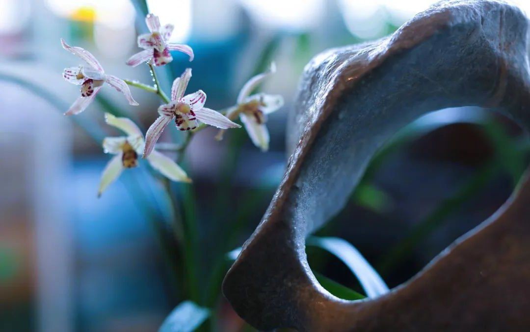 紅龍頭像在文化中的角色，紅龍頭像在文化中扮演著什么樣的角色？