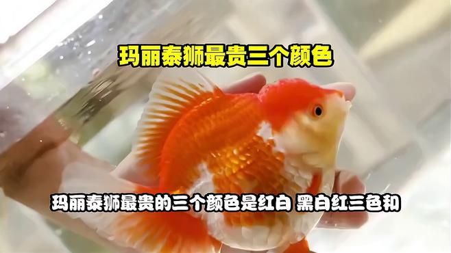 瑪麗魚什么顏色最貴，最貴的瑪麗魚品種