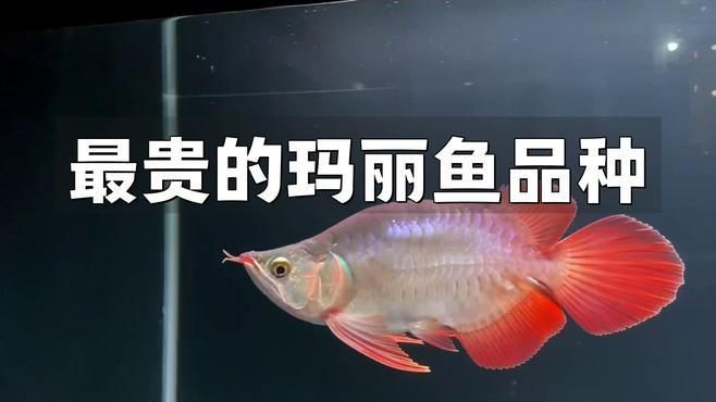 瑪麗魚什么顏色最貴，最貴的瑪麗魚品種