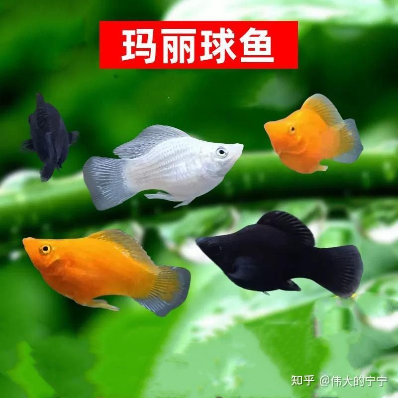 瑪麗魚什么顏色最貴，最貴的瑪麗魚品種