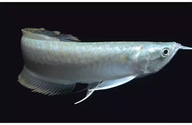 養(yǎng)一條銀龍魚代表什么，12,從不銀龍魚代表什么