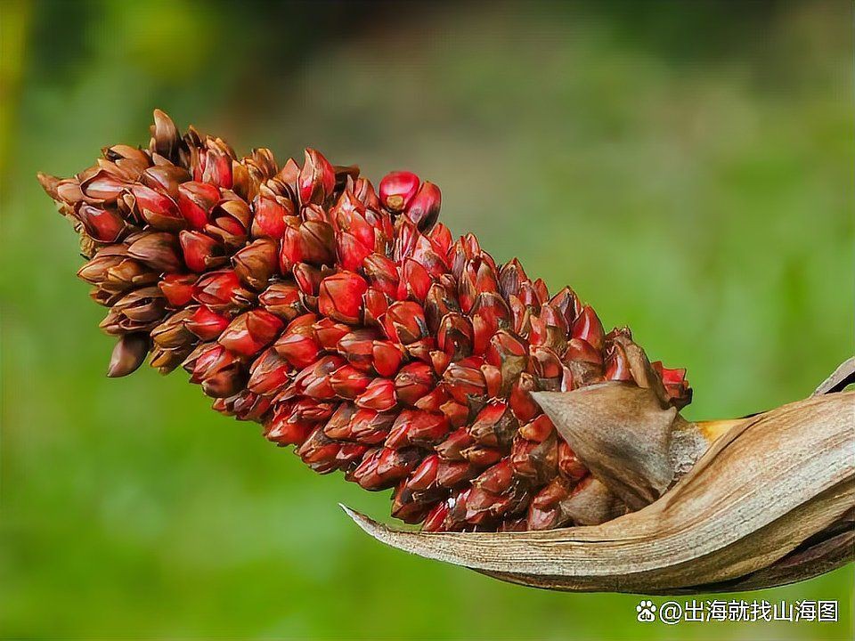 馬來西亞盛產什么？，馬來西亞五大經濟支柱產業及現狀