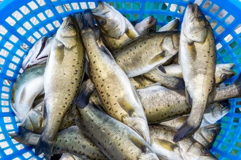 什么魚是蒜瓣肉，《什么魚是蒜瓣肉》在眾多魚類中，有一種因其獨(dú)特的肉質(zhì)