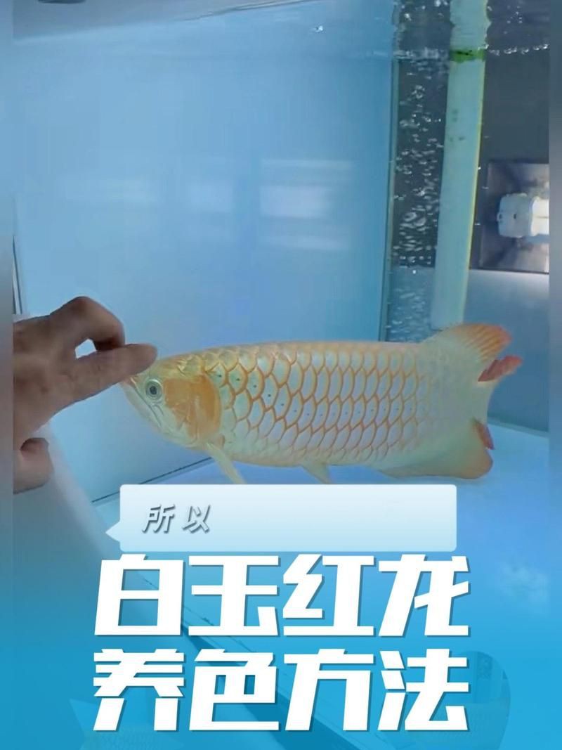 瑪豆的水族最建議買(mǎi)嗎，瑪豆優(yōu)菌庫(kù)5s效果好嗎