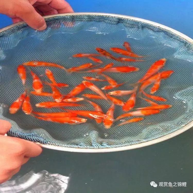 丹三錦鯉的隱墨能出來(lái)么，丹三錦鯉的隱墨