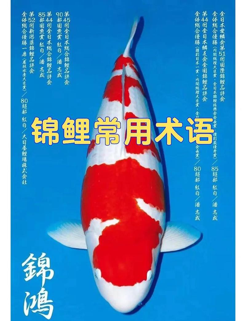 丹三錦鯉的隱墨能出來(lái)么，丹三錦鯉的隱墨