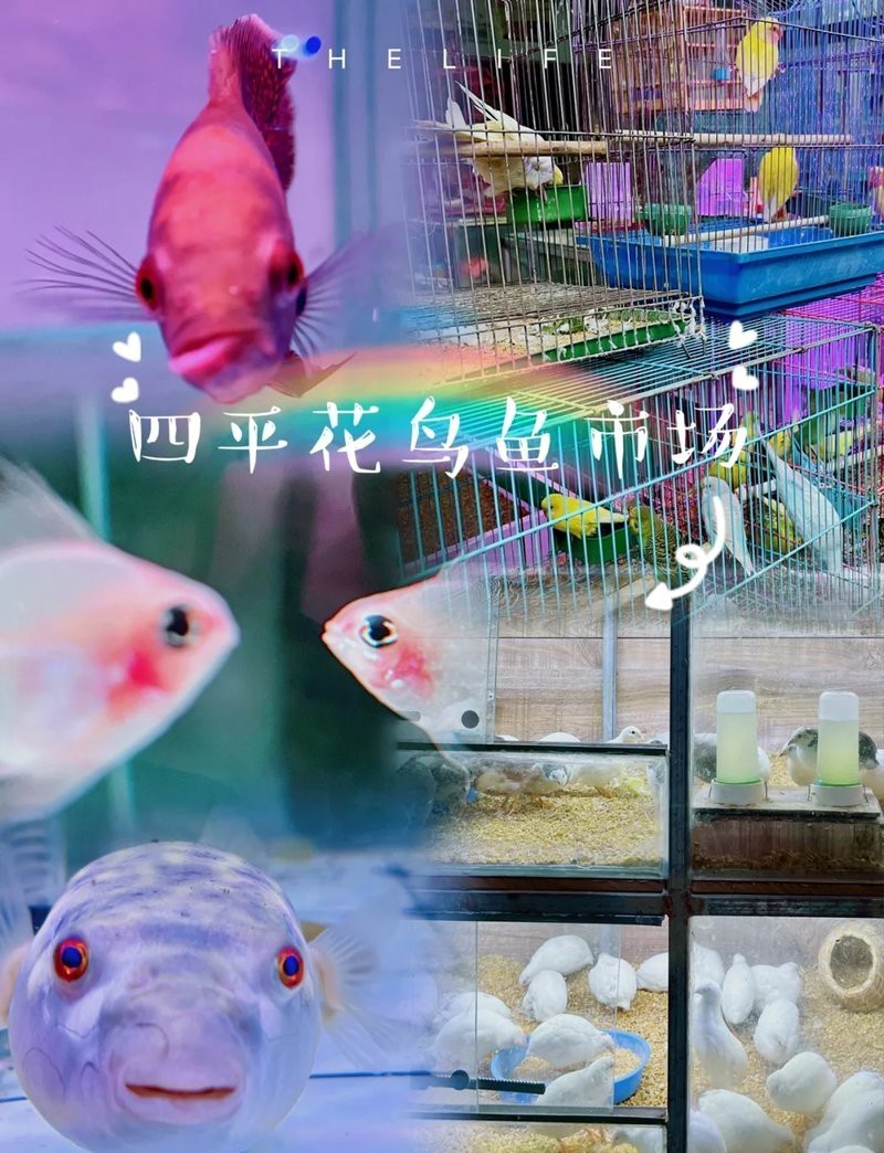 四平龍魚店，關(guān)于“四平龍魚店”的公告