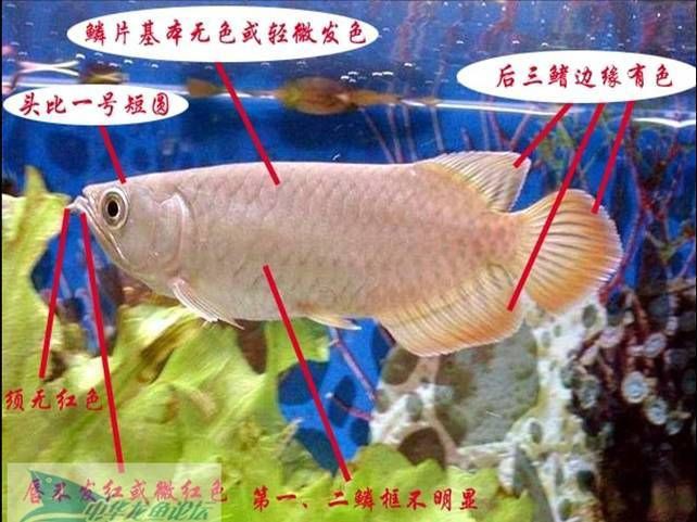 號半紅龍圖片區(qū)別，號半紅龍圖片區(qū)別摘要，在觀賞魚領域，