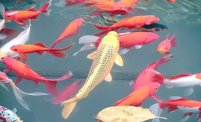 丹頂錦鯉最忌三種東西，丹頂錦鯉的飼養三忌