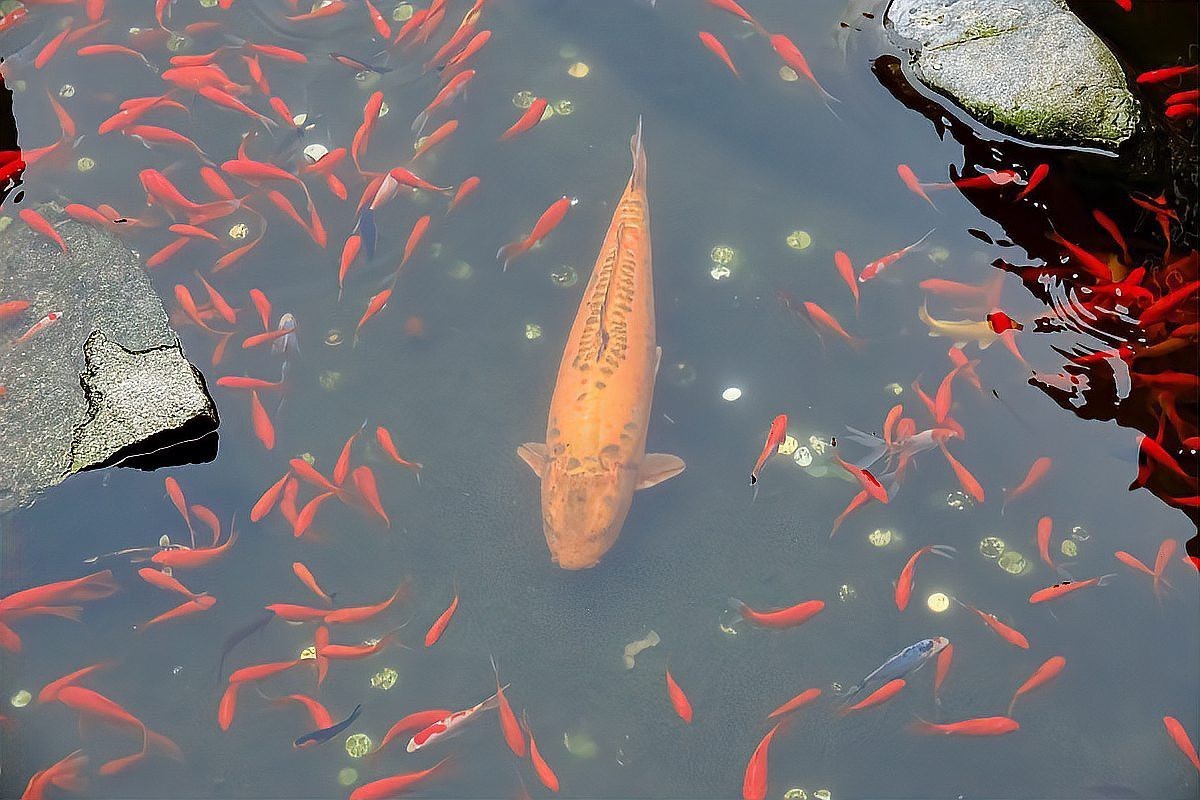 丹頂錦鯉最忌三種東西，丹頂錦鯉的飼養三忌