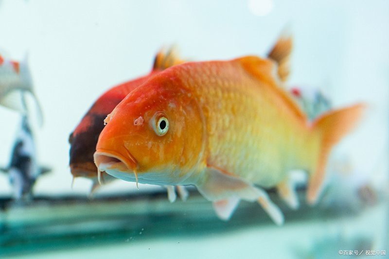 丹頂錦鯉最忌三種東西，丹頂錦鯉的飼養三忌