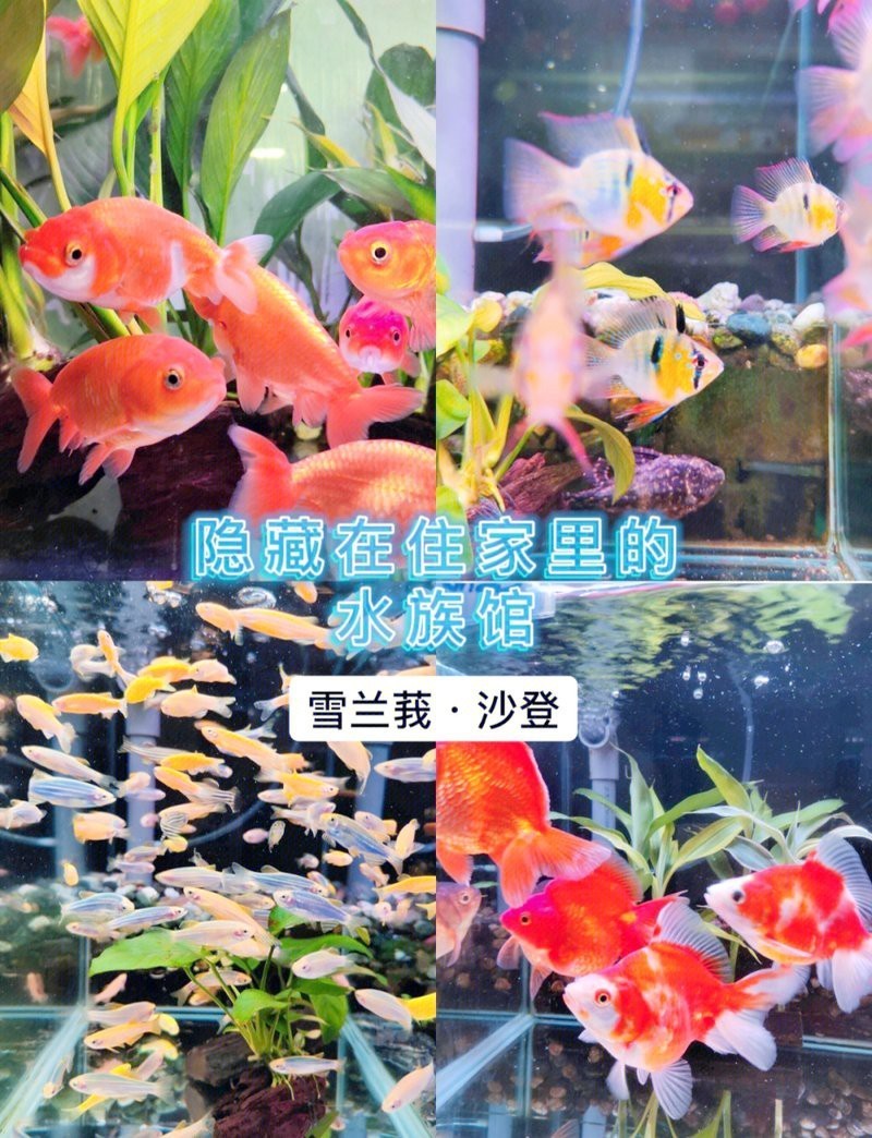 日喀則地區(qū)水族店，如何聯(lián)系日喀則地區(qū)的水族店