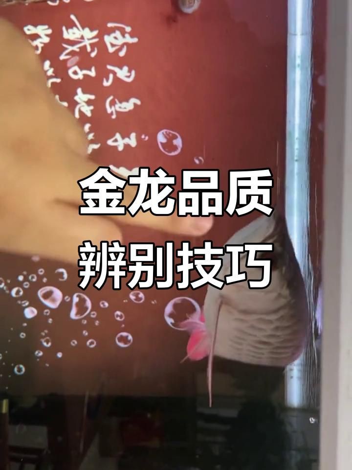 如何鑒別高品質(zhì)金龍魚，—一教您區(qū)分金龍魚的等級如何區(qū)分金龍魚的等級