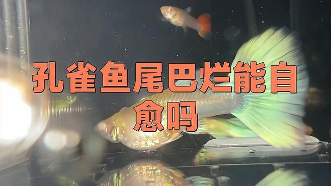 魚爛尾自愈需要多長時間？，金魚爛鰭爛尾怎么辦水質改善是關鍵全民小視頻