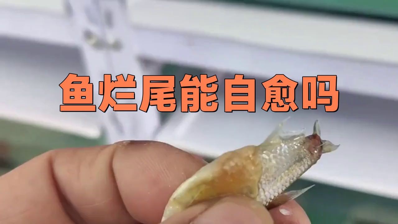魚爛尾自愈需要多長時間？，金魚爛鰭爛尾怎么辦水質改善是關鍵全民小視頻