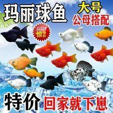 瑪麗球魚多少錢一條，四色瑪麗球魚單條售價低至10.2元什么值得買