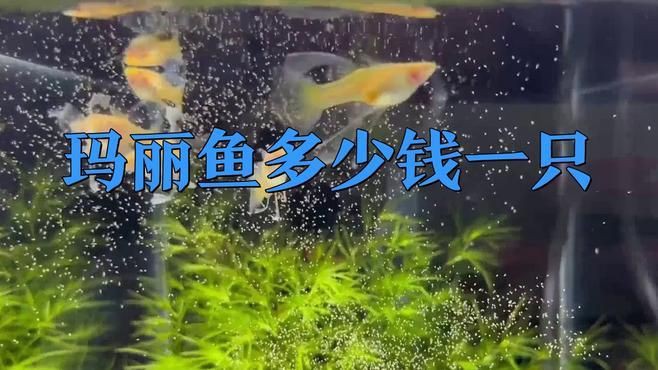 瑪麗球魚多少錢一條，四色瑪麗球魚單條售價低至10.2元什么值得買