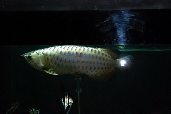 全金頭龍魚多少錢，全金頭龍魚價格