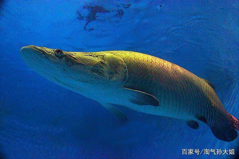延壽龍魚店，哈爾濱市延壽縣加信鎮(zhèn)龍魚種植家庭農(nóng)場(chǎng)
