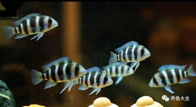 治療龍魚浮頭需要多長時間？，魚浮頭后多久能恢復正常