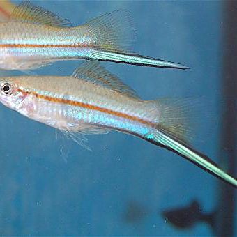 劍魚有幾種，劍魚哪種劍魚最具有觀賞價值劍魚的最佳飼養環境是什么
