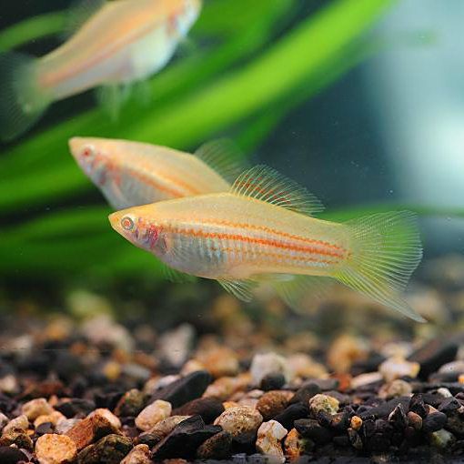 劍魚有幾種，劍魚哪種劍魚最具有觀賞價值劍魚的最佳飼養環境是什么