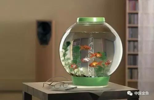 錦鯉魚養幾條最好最旺財，《錦鯉魚養幾條最好最旺財》