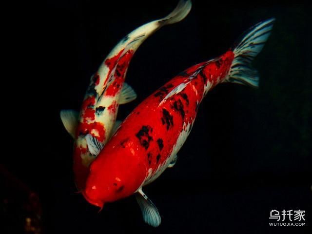 錦鯉魚養(yǎng)幾條最好最旺財，《錦鯉魚養(yǎng)幾條最好最旺財》