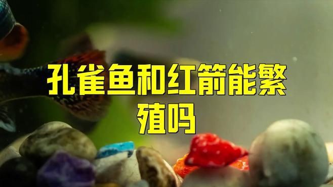 孔雀魚和紅箭能繁殖嗎，關于孔雀魚和紅箭能否繁殖的問題存在一定爭議性案例