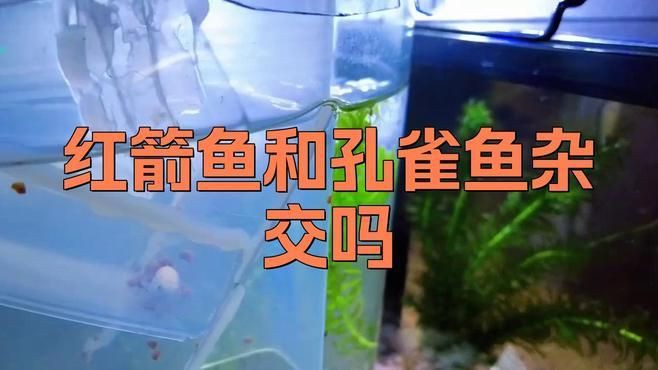 孔雀魚和紅箭能繁殖嗎，關于孔雀魚和紅箭能否繁殖的問題存在一定爭議性案例