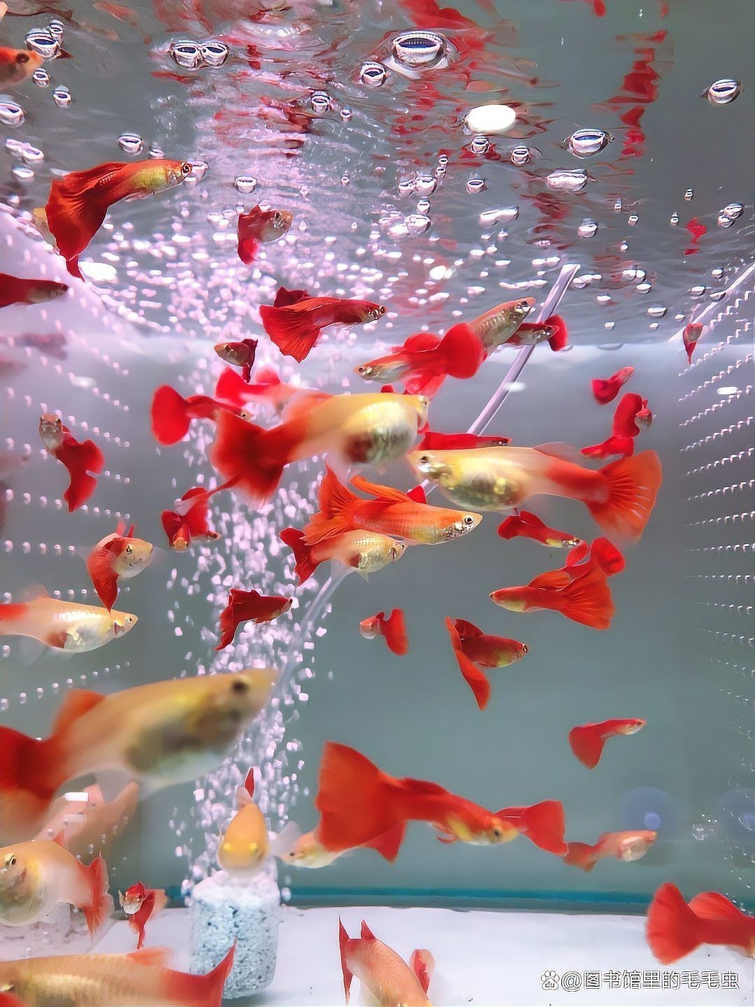 孔雀魚和紅箭能繁殖嗎，關于孔雀魚和紅箭能否繁殖的問題存在一定爭議性案例