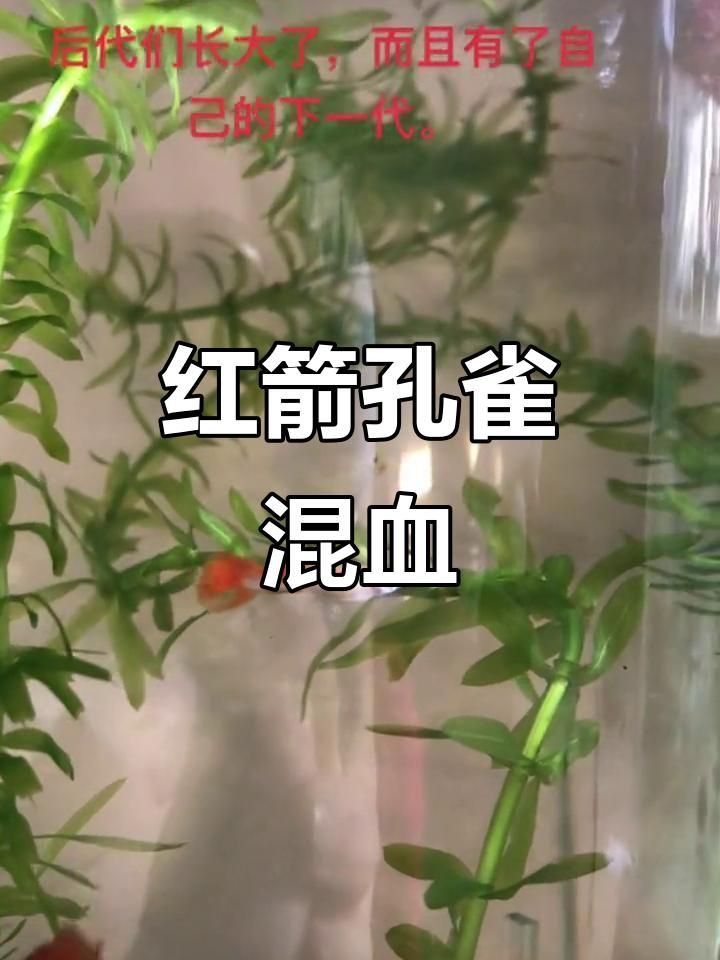 孔雀魚和紅箭能繁殖嗎，關于孔雀魚和紅箭能否繁殖的問題存在一定爭議性案例