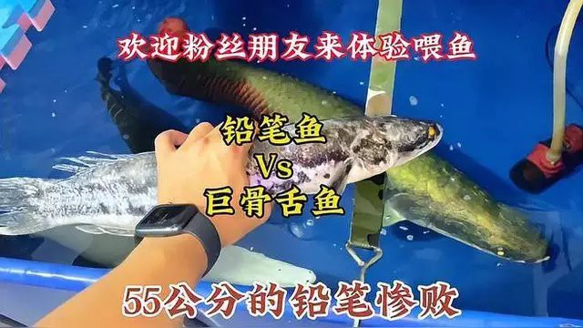 什么魚打得過大鉛筆魚，大鉛筆魚vs巨骨舌魚