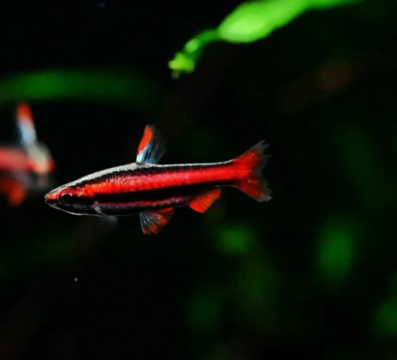 什么魚打得過大鉛筆魚，大鉛筆魚vs巨骨舌魚