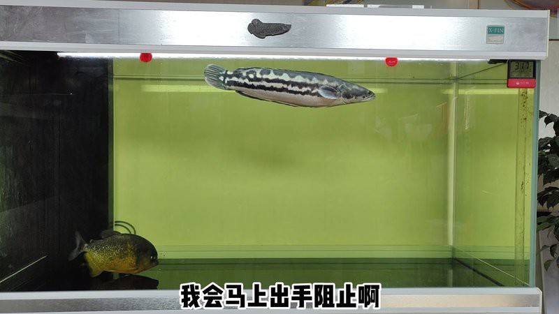 什么魚打得過大鉛筆魚，大鉛筆魚vs巨骨舌魚