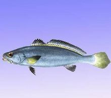 米魚是淡水魚還是海魚，中國]-米魚科普中國]米魚