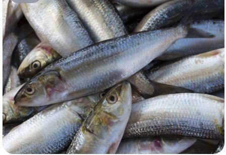 米魚是淡水魚還是海魚，中國]-米魚科普中國]米魚