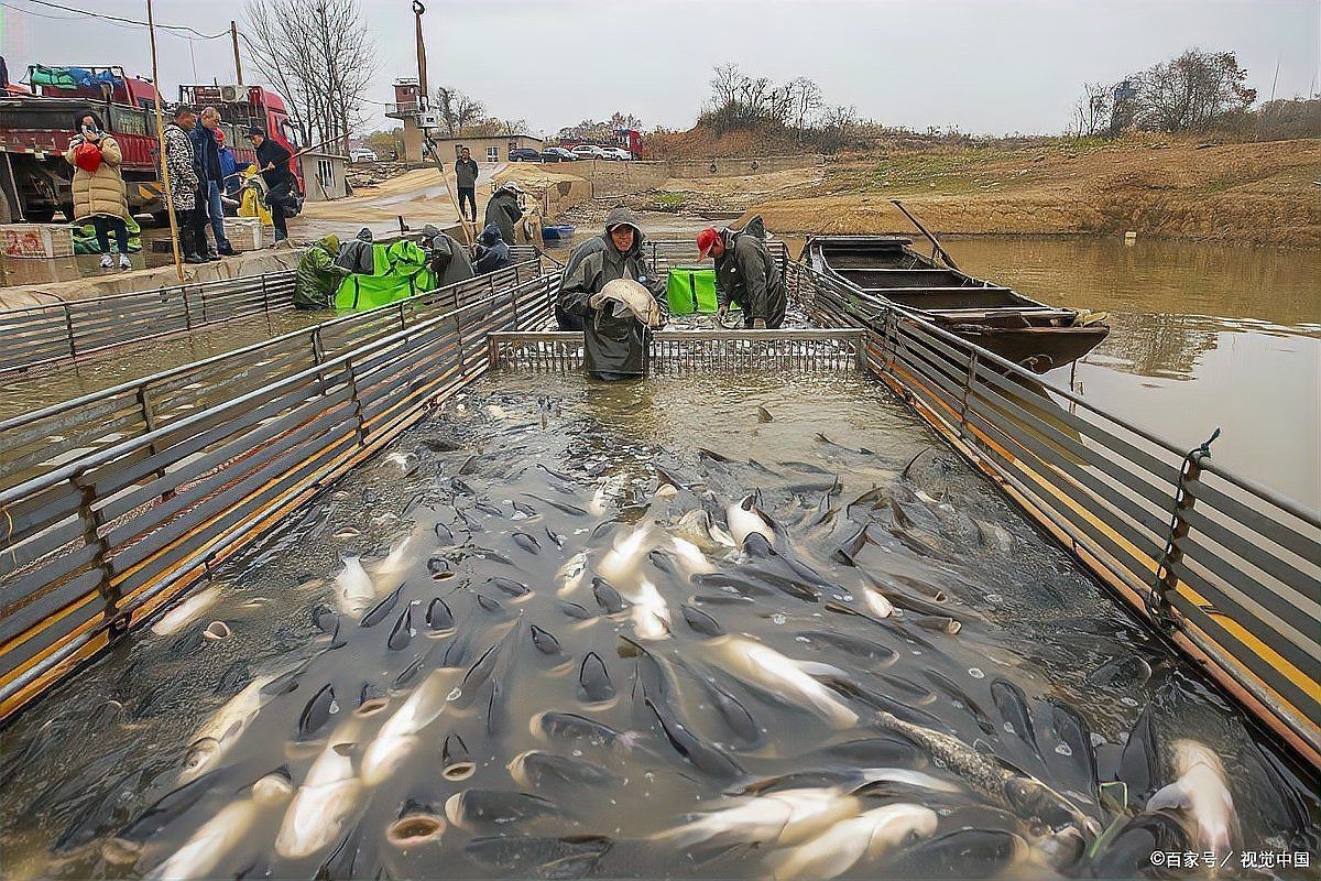 魚浮頭現象的解決方法，魚浮頭怎么解決最快