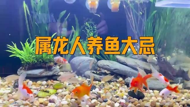 屬龍人養魚需要注意哪些事項？，《屬龍人養魚注意事項摘要》