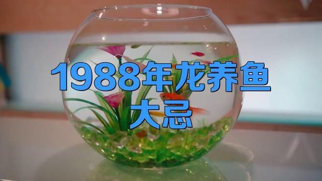 屬龍人養魚需要注意哪些事項？，《屬龍人養魚注意事項摘要》