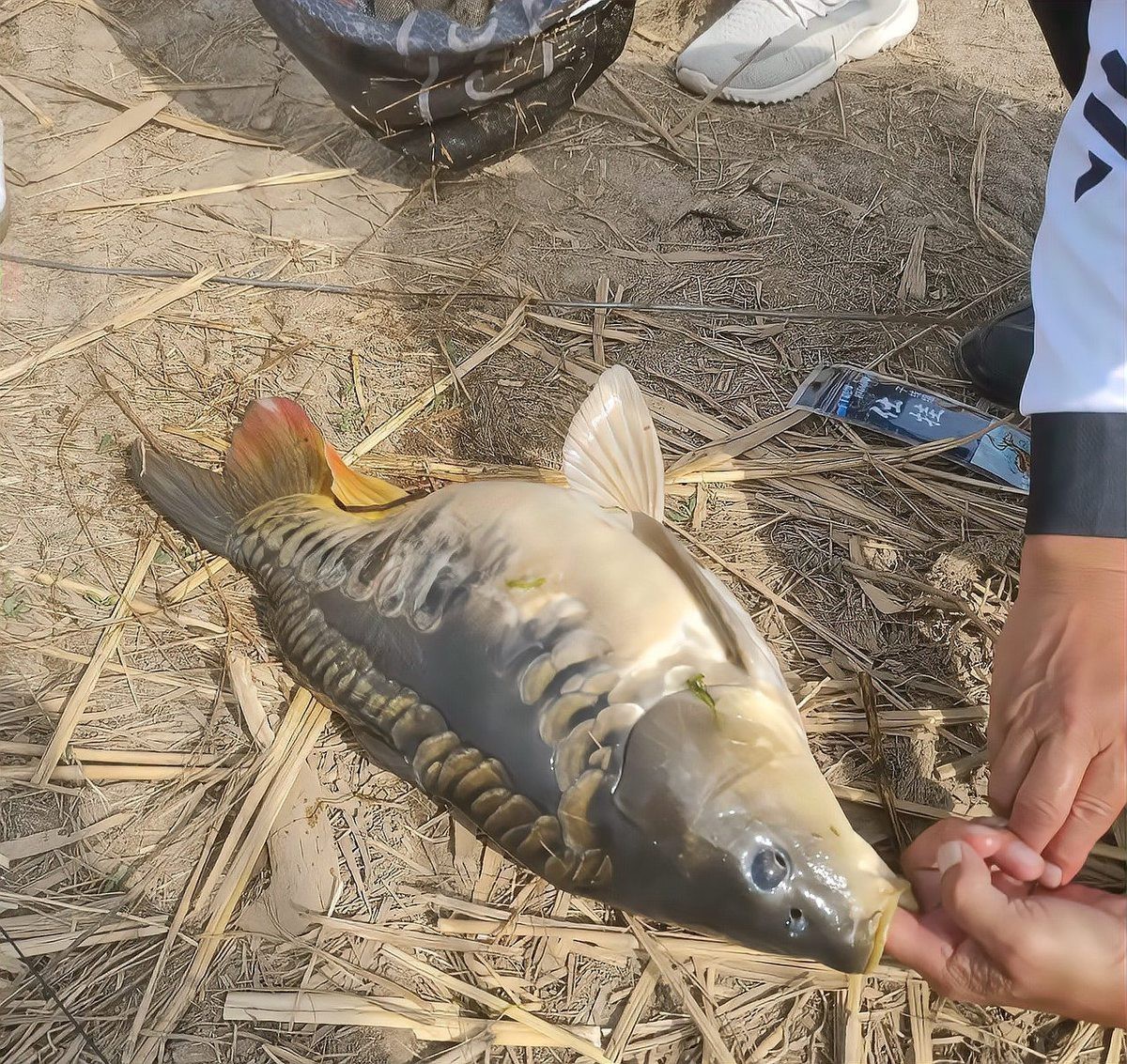 三花鯉魚(yú)為何盡量少吃，三花鯉魚(yú)是一種具有爭(zhēng)議性的食材
