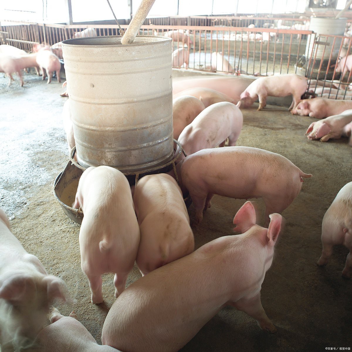 全國十大名牌獸藥廠，全國十大名牌獸藥廠匯聚西北企業(yè)覆蓋率超60%