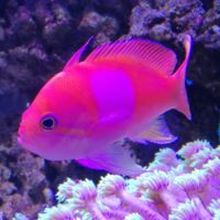 魚缸120×50可以養(yǎng)龍魚嗎，長(zhǎng)期飼養(yǎng)龍魚需要多大的魚缸