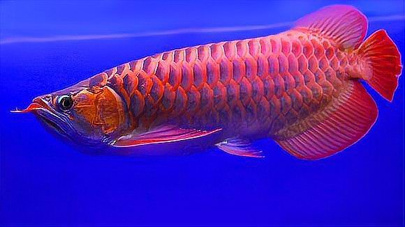 世界十大最貴的魚排名，世界十大最貴的魚排名，日本紅白錦鯉“錦鯉樓蘭”2000萬元