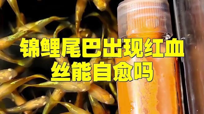 魚身上有血絲可以自愈嗎？，錦鯉身上出現血絲能否自愈