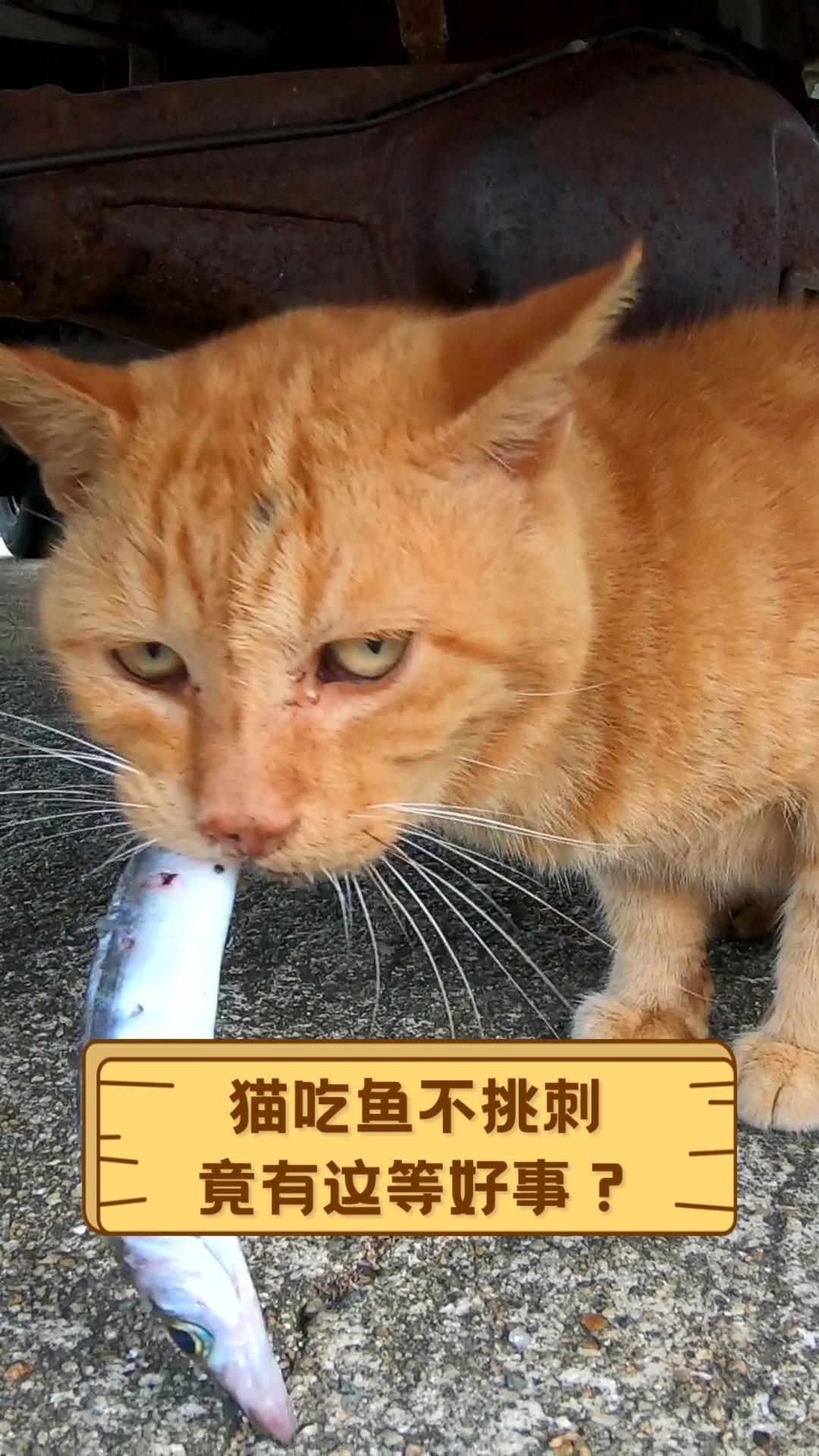 貓吃魚為什么不吐魚刺，《貓吃魚為什么不吐魚刺》