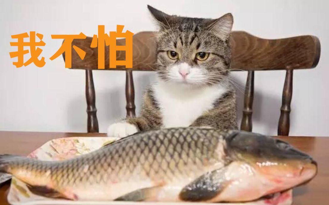貓吃魚為什么不吐魚刺，《貓吃魚為什么不吐魚刺》