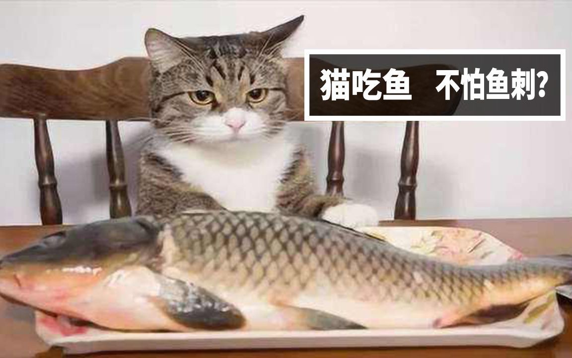 貓吃魚為什么不吐魚刺，《貓吃魚為什么不吐魚刺》